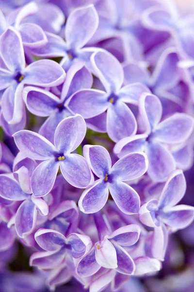 Flores Lilás Florescentes Foco Seletivo — Fotografia de Stock