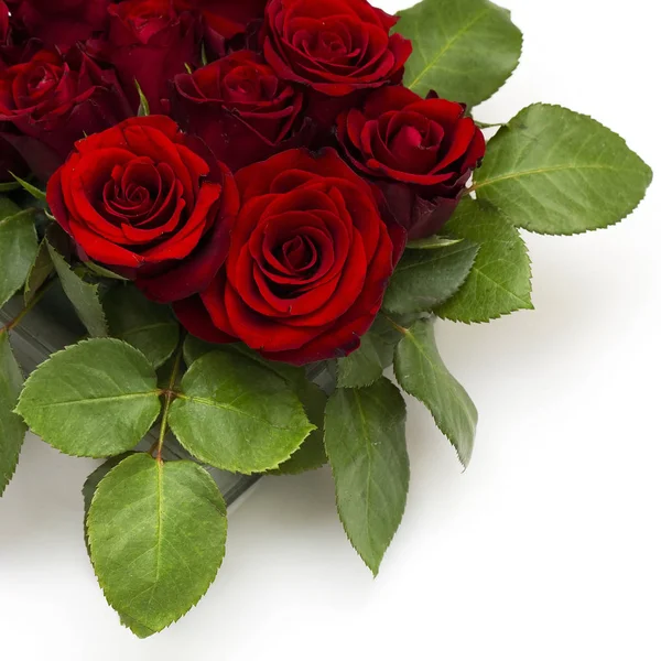 Red Roses Isolated White Background — Stock Photo, Image