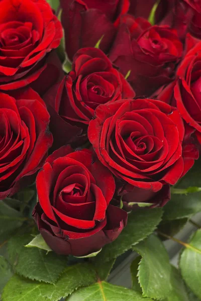 Κόκκινα Τριαντάφυλλα Κλείνω Πάνω Θέα — Φωτογραφία Αρχείου