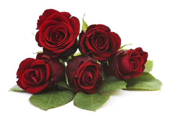 Červené Růže Izolovaných Bílém Pozadí — Stock fotografie