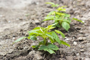 küçük yeni ahududu çalı