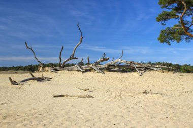 National Park Hoge Veluwe Hollanda'da güzel manzara.
