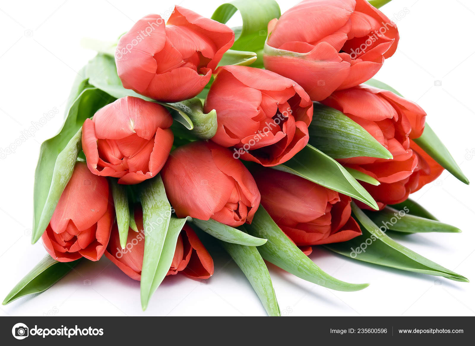 Ramo Tulipanes Rojos Aislados Blanco: fotografía de stock ©  mira.drozdowski.gmx.de #235600596 | Depositphotos