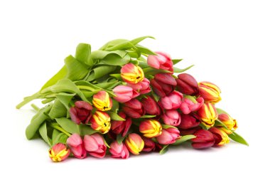 Beyaz arka plan üzerinde renkli Lale