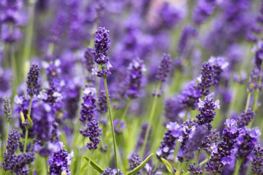 lavanta çiçekleri bokeh arka plan