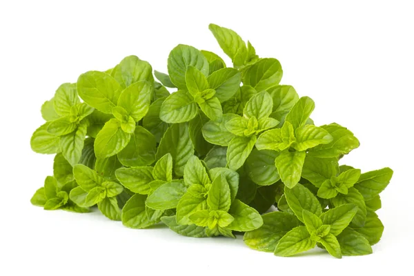 Beyaz arkaplanda taze nane