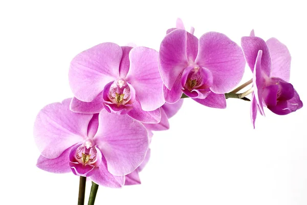 Orchidea Virágok Elszigetelt Fehér Background — Stock Fotó
