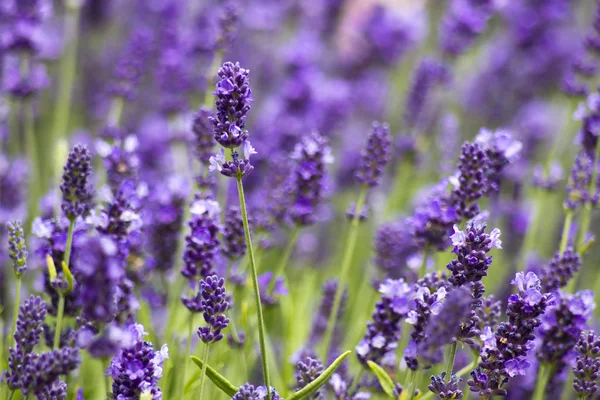 lavanta çiçekleri bokeh arka plan