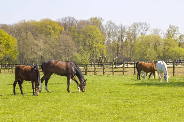 Bir bahar mera üzerinde atlar