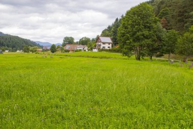 Almanya 'da Kara Orman