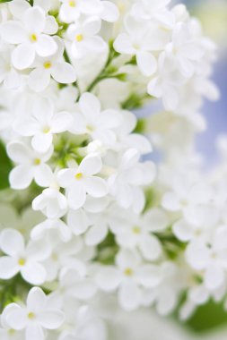 Eflatun çiçekler çiçek açmış. arka plan. Makro fotoğraf.