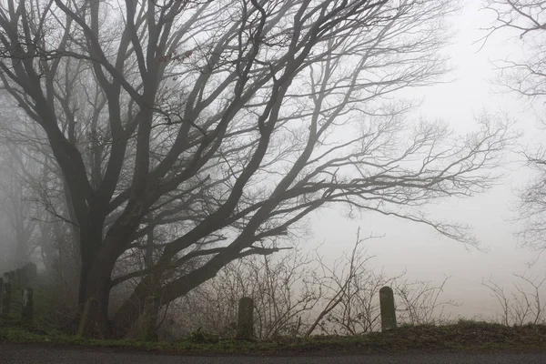 Туманная Дорога Деревья Ранним Утром Пейзаж Зима Германия — стоковое фото