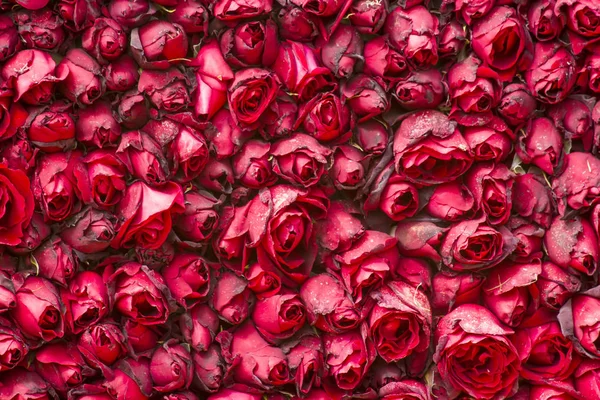 Rosas Rojas Textura Fondo — Foto de Stock