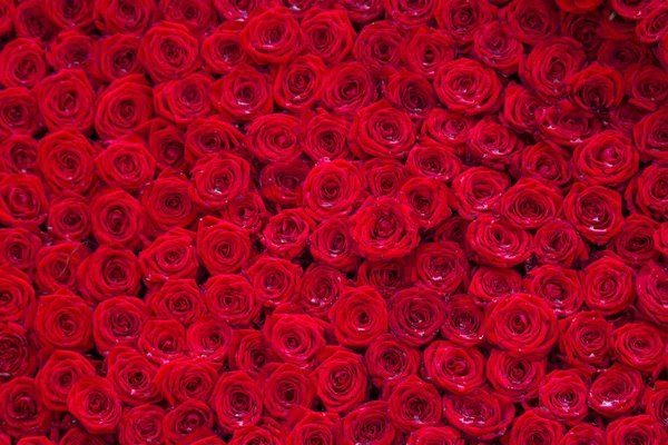 Vermelho Rosas Textura Fundo — Fotografia de Stock