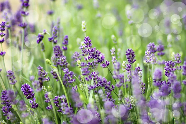 Flores Lavanda Bokeh Fundo — Fotografia de Stock