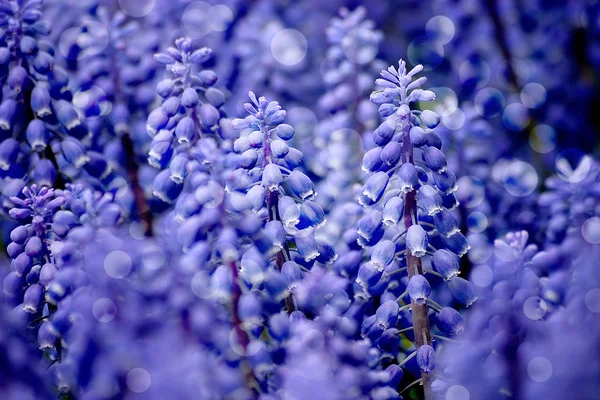 Muscari Armeniacum Eller Druvor Hyacint Vårträdgård — Stockfoto