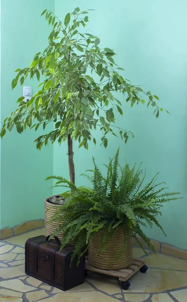 Benjamin Ficus Fern Chest Living Room Window Sunlight Home Design — Stock Photo, Image