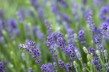 Lavanta çiçeklerini kapatın.