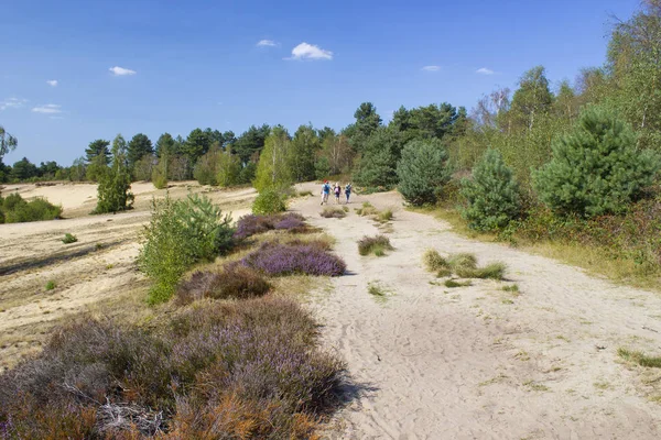 Heide Nationaal Park Maasduinen Nederland — Stockfoto