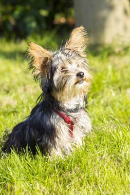 Yorkshire terrier çimenlerin üzerinde oturan 