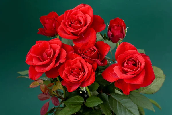 Červené Růže Zblízka Dekor — Stock fotografie