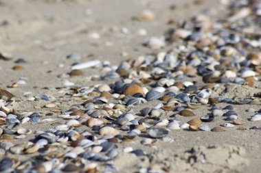 Hollanda, Renesse, Zeeland sahillerindeki deniz kabukları