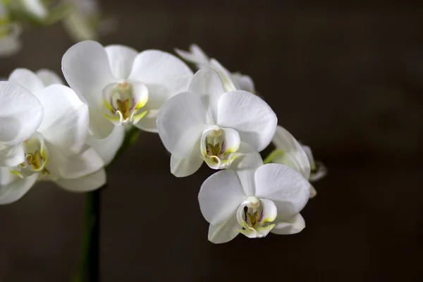 Hermosa Orquídea Blanca Phalaenopsis — Foto de Stock