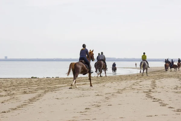 Renners Paarden Het Strand Renesse Zeeland Nederland — Stockfoto