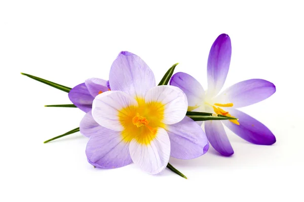 Crocus 最初の春の花の1つ — ストック写真