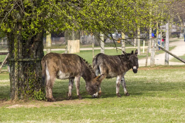 two funny donkeys in the petting zoo