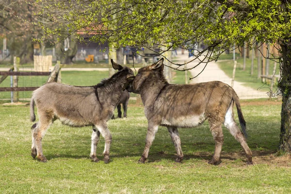 two funny donkeys in the petting zoo