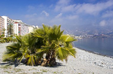 Almunecar, Andalusia bölge, Costa del Sol, İspanya bir plajda palmiye ağaçları