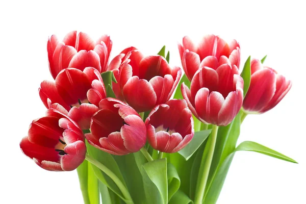 Червоні Тюльпани Ізольовані Білому Тлі — стокове фото