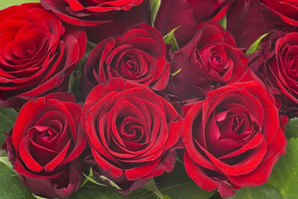 Vista Vicino Delle Rose Rosse — Foto Stock