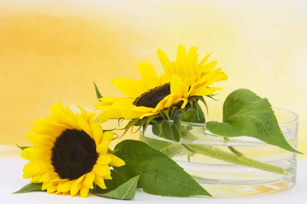 Sonnenblumen Glasvase Helianthus — Stockfoto