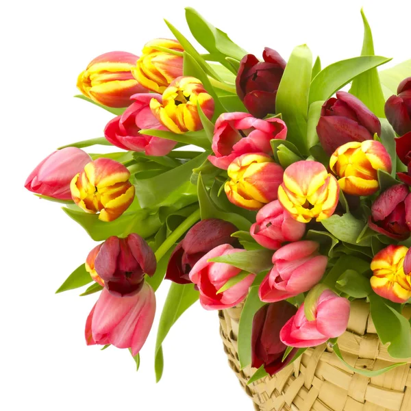 Colourful Tulips Basket — Stock Photo, Image