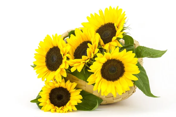 Schöner Sonnenblumenstrauß Korb Helianthus — Stockfoto