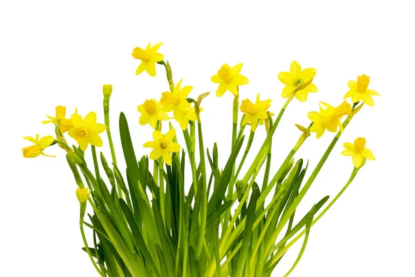 Jonquilles Jaunes Isolées Sur Blanc — Photo