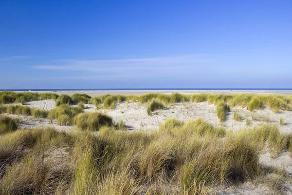 Duny Renesse Zeeland Nizozemsko — Stock fotografie