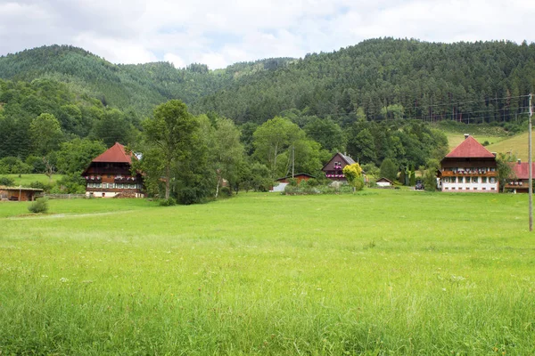 Zwarte Bossen Duitsland — Stockfoto