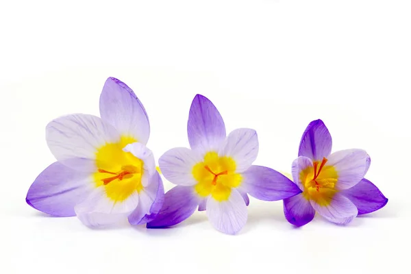 Crocus Uno Dei Primi Fiori Primaverili — Foto Stock