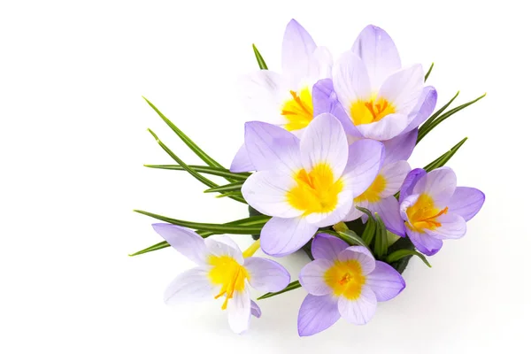 Crocus - ilkbahar çiçeklerinden biri.