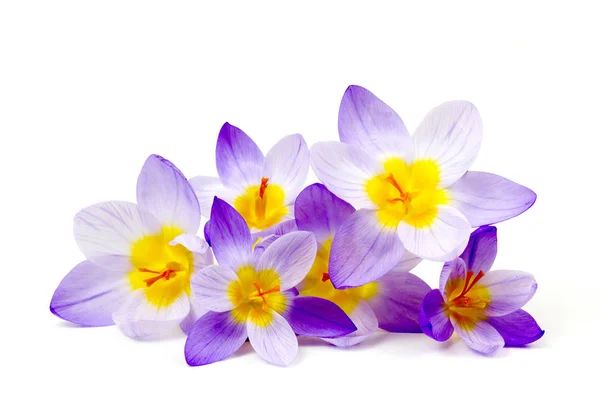 Krokus Jeden Pierwszych Wiosennych Kwiatów — Zdjęcie stockowe