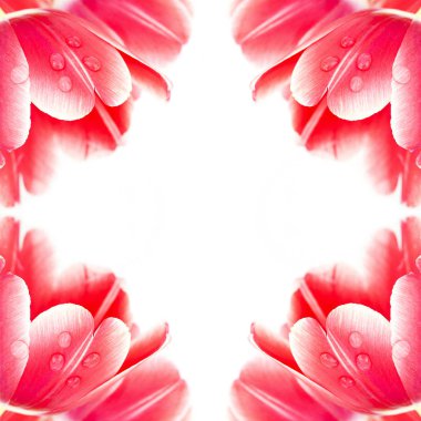 kare kırmızı lale