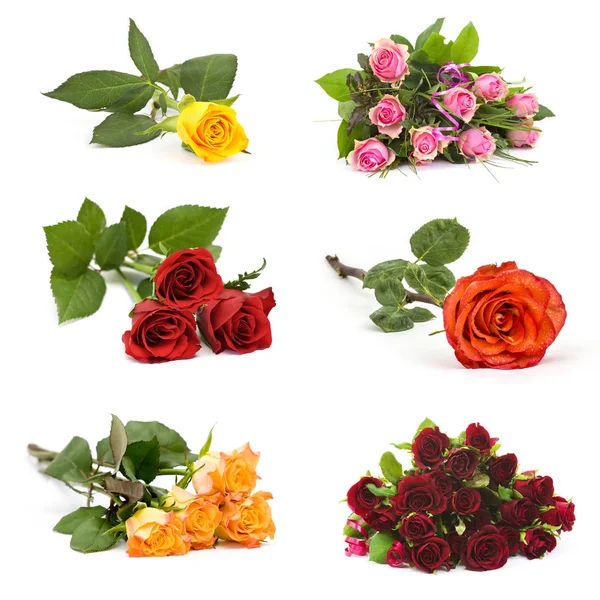 Kolorowe Róże Kolaż Wyizolować Tło — Zdjęcie stockowe