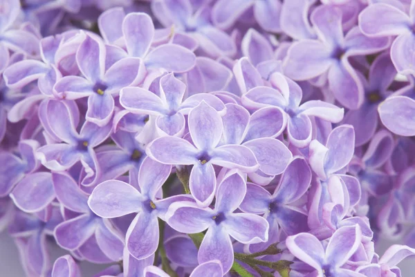 Blooming Lilac Flowers Abstract Background Macro Photo — Stock Photo, Image