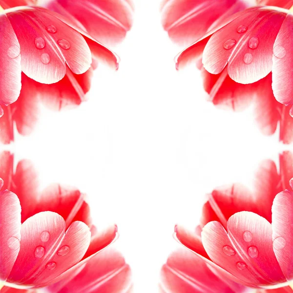 kare kırmızı lale