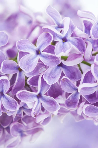 Blooming Lilac Flowers Abstract Background Macro Photo — Stock Photo, Image