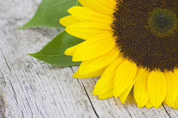 Sonnenblume Auf Altem Holzgrund Helianthus — Stockfoto