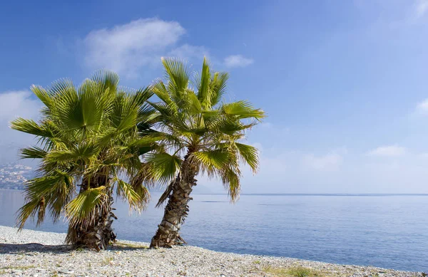 Palm Trees Beach Almunecar Andalusia Region Costa Del Sol Spain — Stock Photo, Image